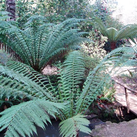 dicksonia antarctica soft tree fern big plant nursery