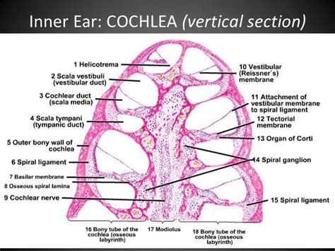 Ear Histology