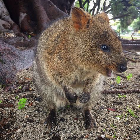 My husband, bing, and i live in sydney and we travelled around western australia for seven days last week. Happy #Quokka #Rottnest Island #Western Australia ...
