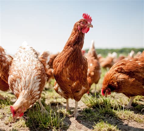 Poultry Photo Farm Safely