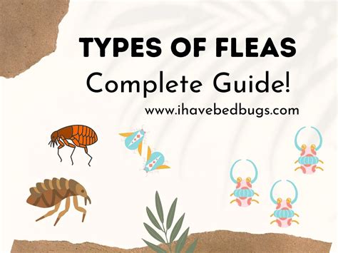 Types Of Fleas Complete Guide