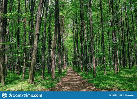 Beautiful Summer Landscape â€ Footpath In A Forest Stock Image Image