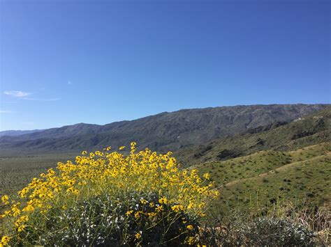 An illustrated guide to southern california's desert plants. Insights From The California Desert Super Bloom ...