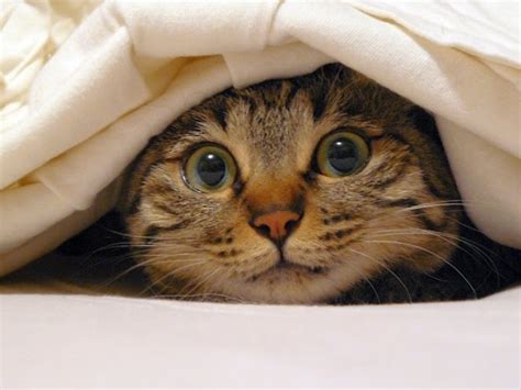 Who Else Wants To Hide Out Under A Blanket All Day