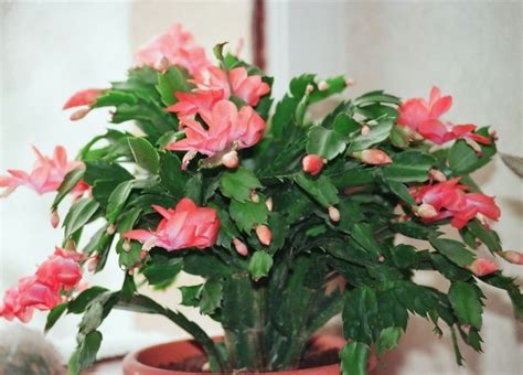 Cette plante grasse de noël est facile à vivre et vous pourrez la faire refleurir facilement chaque année. Floraison des Schlumbergera ou cactus de noël