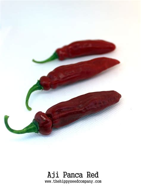 Aji Panca Red Chilli Seeds From The Hippy Seed Company