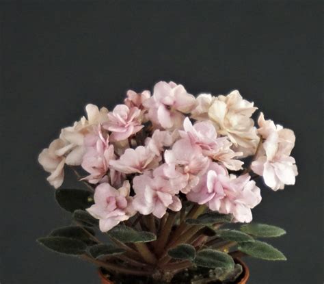 Morgans Maeve`s Blush Ceros Violetviol Plants Collection