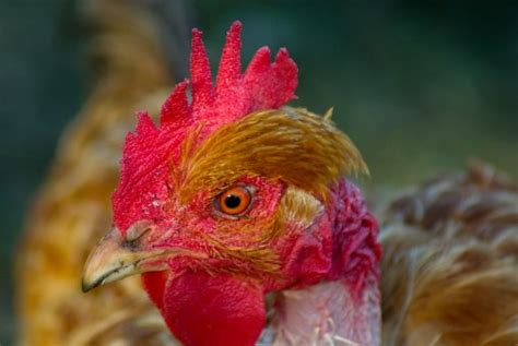 free images bird flower red beak chicken rooster close up galliformes vertebrate