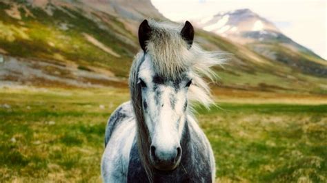 Top 15 Most Beautiful Horse Breeds Petpress