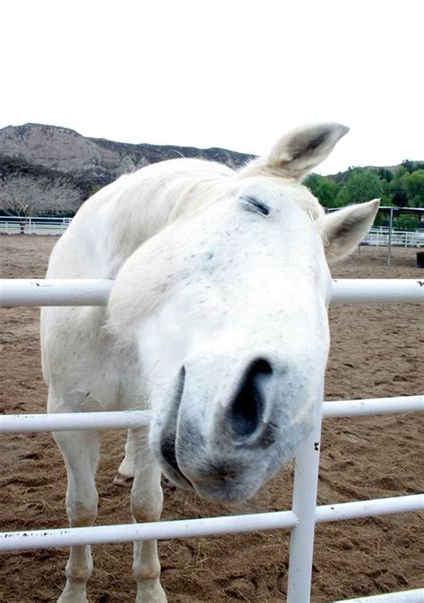 A White Horse Sticking Its Head Over The Fence To Look At The Camera