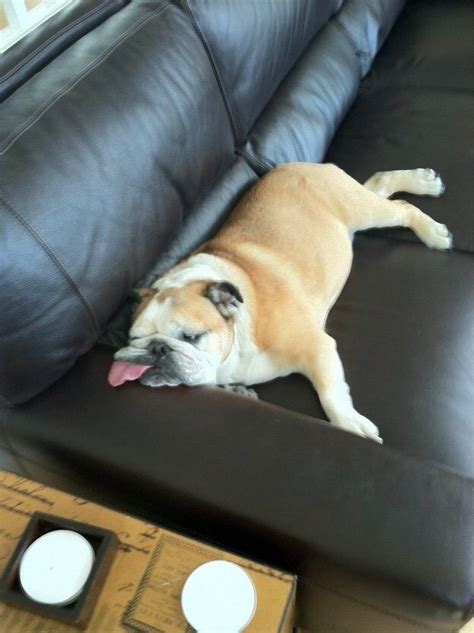 Bulldog Sleeping On Couch Memes Imgflip