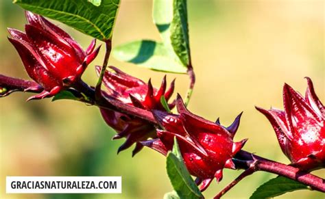 10 Flores Llamativas Muy Bonitas Y Originales Lista Con Fotos