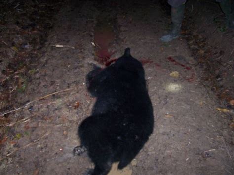 Illegally Killed Black Bear Found In The Avoyelles Parish Flickr