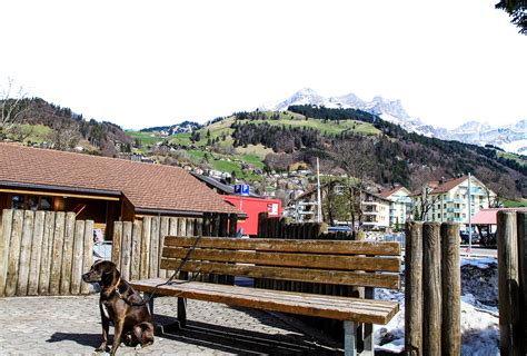 From wikipedia, the free encyclopedia. Dog Chained to a Bench - Switzerland PNG Image - PurePNG ...