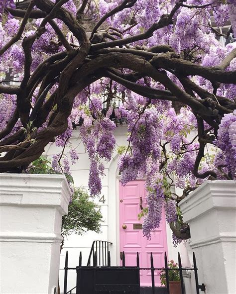 17 Best Images About Wisteria Awesome On Pinterest Gardens Arbors