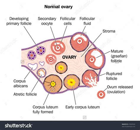 Draw A Labelled Diagram Of A Section Through The Ovary Showing Sexiz Pix