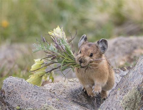 Pikas Cute Animals That Will Melt Your Heart Quizzclub