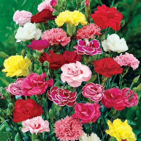 Hardy Mixed Carnations Gurneys Seed And Nursery Co