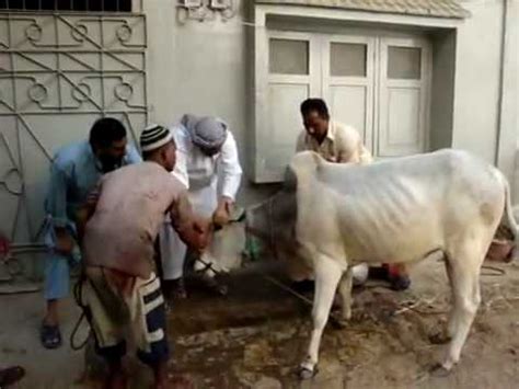 Camel Run Away During Qurbani | FunnyDog.TV