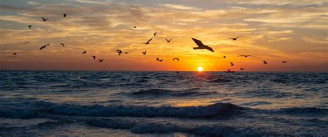 Download Wallpaper 2560x1080 Sea Waves Sunset Birds Dual Wide 1080p