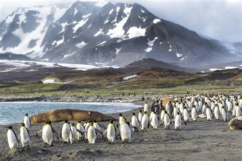 Antarctica Falklands And South Georgia Tours Page 4 Of 5 Eclipse Travel