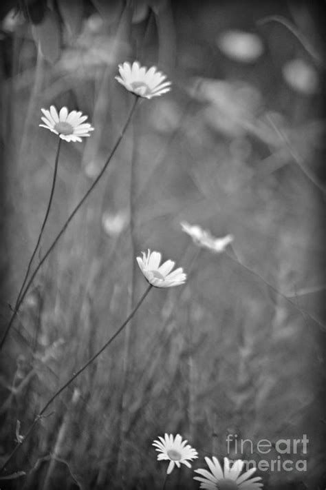 Bw Daisies Photograph By Pics By Jody Adams