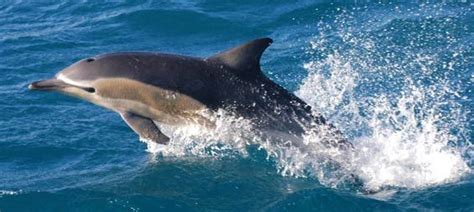 Common Dolphins Found In New Zealand Waters Belong To The Species Now