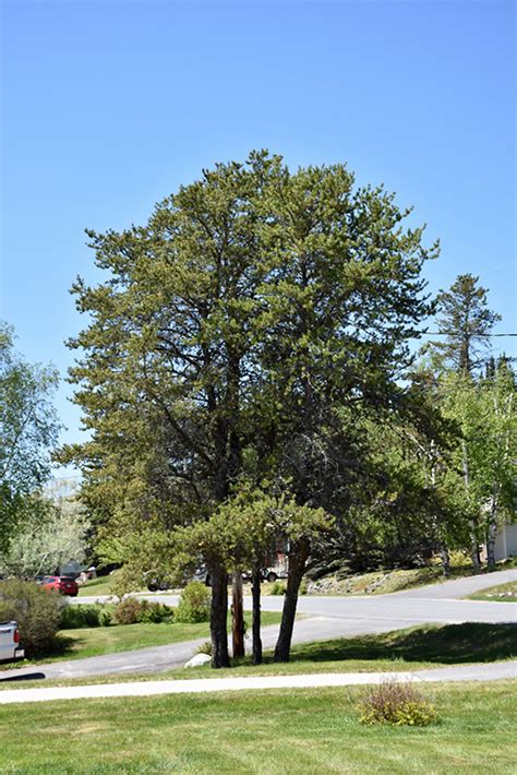 Jack Pine Pinus Banksiana In Calgary Alberta Ab At Spruce It Up