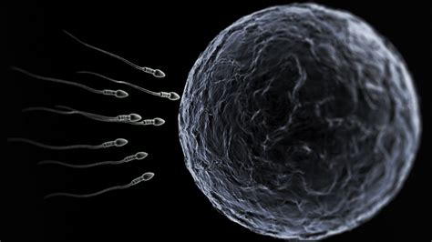 Free Download Wallpaper Life Egg Fertility Sperm Images For Desktop Section X For Your