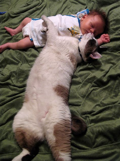 6 Myths About Cats And Babies