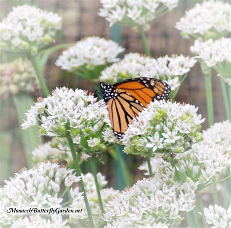 Fall Planting Butterfly Plants For Next Seasons Monarchs