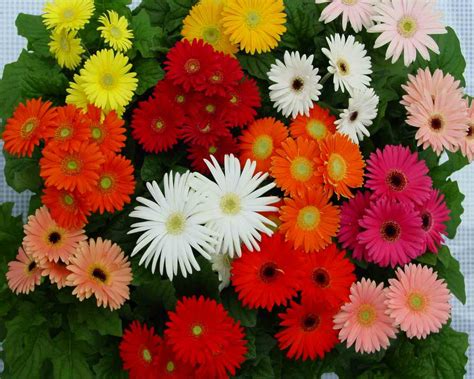 Tanaman Bunga Gerbera Atau Daisy 50 Inspirasi Tanaman Hias Unik