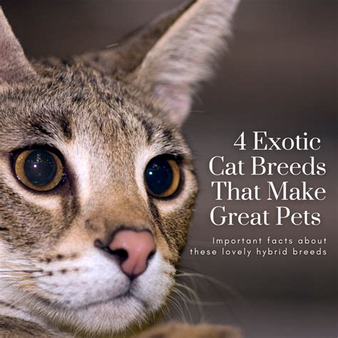 We did not find results for: 36 Top Images Exotic Cat Veterinarian Near Me : Veterinary ...