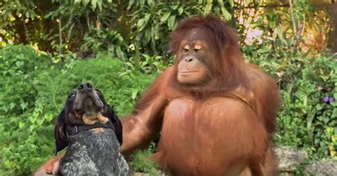 1 Minute Animal Compilation Of ‘unlikely Friends Coming Together