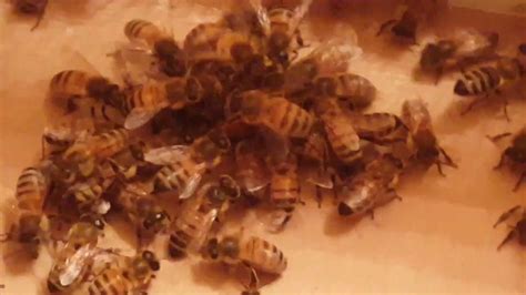Queen Bees Fighting Youtube