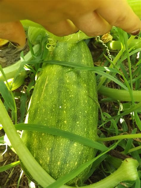It's also fun for beginners to eat as the squash can be sliced. BIG Squash Harvest & Pumpkins, Melons, Gourds, Acorn ...