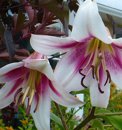 Lily Lilium Starburst Sensation In The Lilies Database