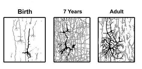 Neurons In Human Brain