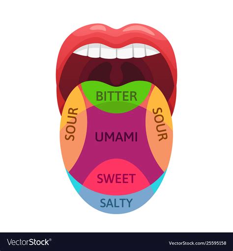 Human tongue taste zones sweet bitter and salty Vector Image