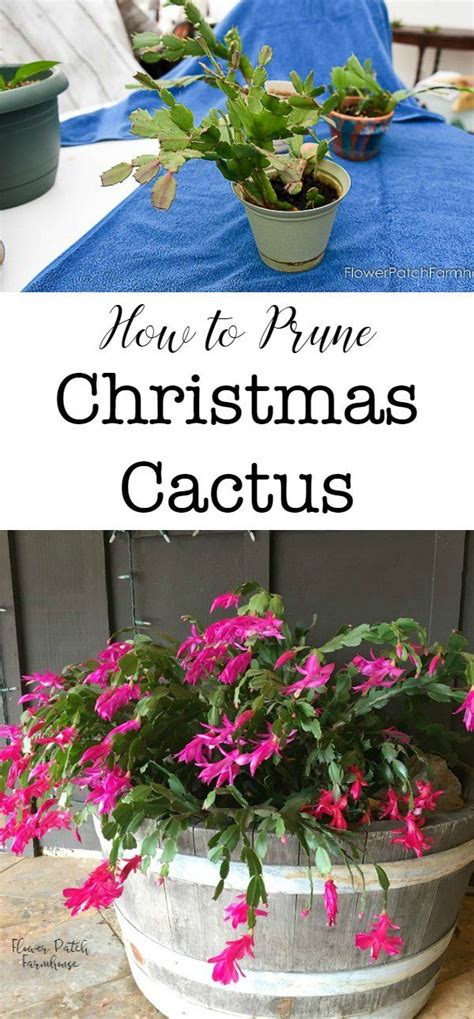 Christmas cactus (aka holiday & thanksgiving cactus) is a very popular blooming plant for the holidays. easy Prune Christmas Cactus | Christmas cactus plant ...