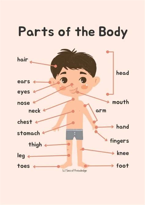 15 Fun Body Parts Activities For Preschoolers Including Labeling Posters