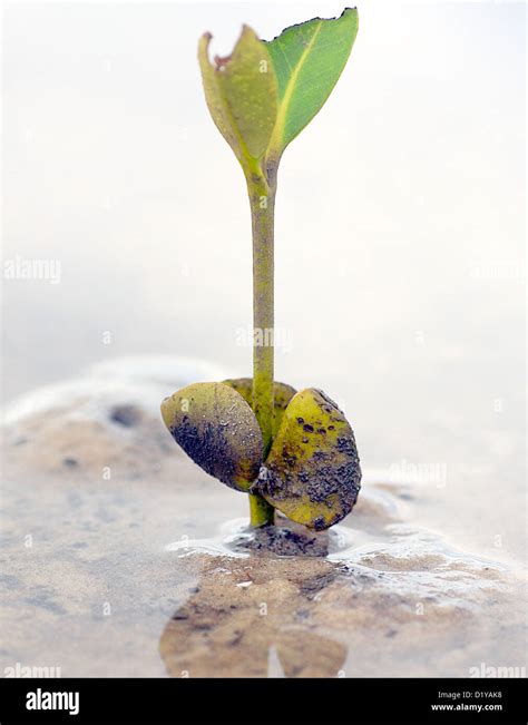 Mangrove Seedling After Germination Hi Res Stock Photography And Images