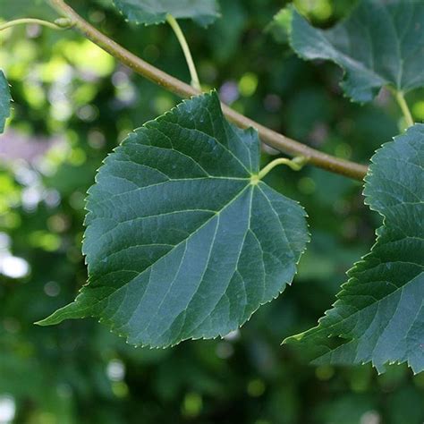 Tilia Rancho Small Leaved Lime Tree Mail Order Trees