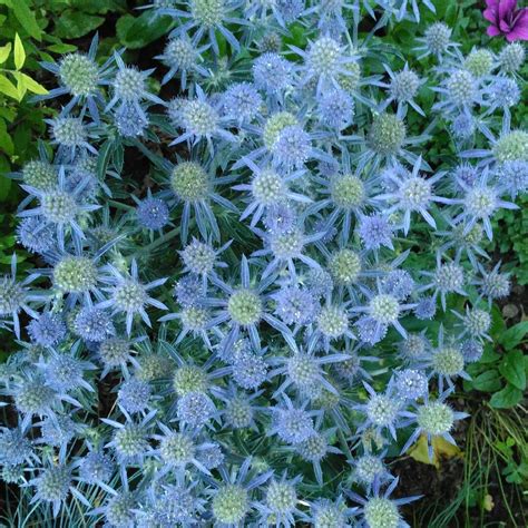 Eryngium Planum Blue Hobbit Sea Holly Blue Hobbit In Gardentags