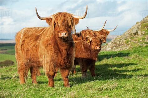 Livestock Highland Beef Cattle On A Green Pasture Scotland United