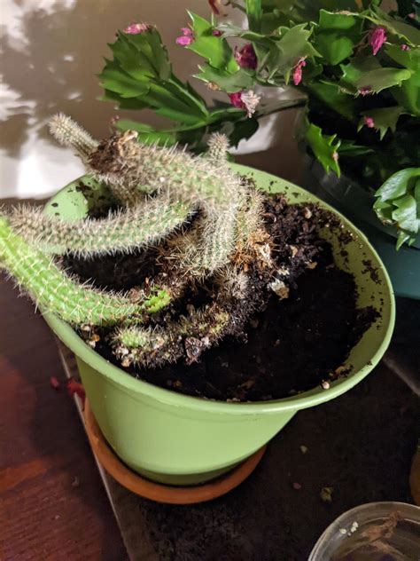 What Kind Of Cacti Are These Ive Had Them For About 5 Years And Havent Grown Much ・ Popular