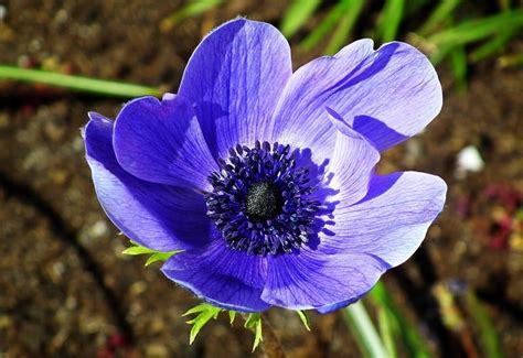 Anemone Flower A Complete Care Guide The Tilth