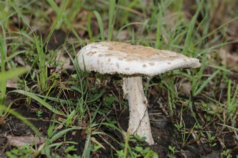 White Amanita Mushroom In Grass Free Stock Photo Public Domain Pictures
