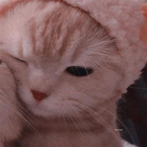 Funny Cat Cat Pfp Cute Hd Phone Wallpaper Pxfuel The Best Porn Website