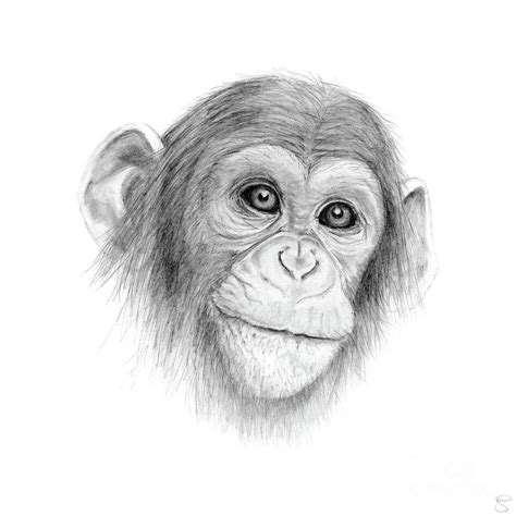 English flashcards for kindergarten and school. Jungle drawing, Pencil drawings of animals, Animal sketches